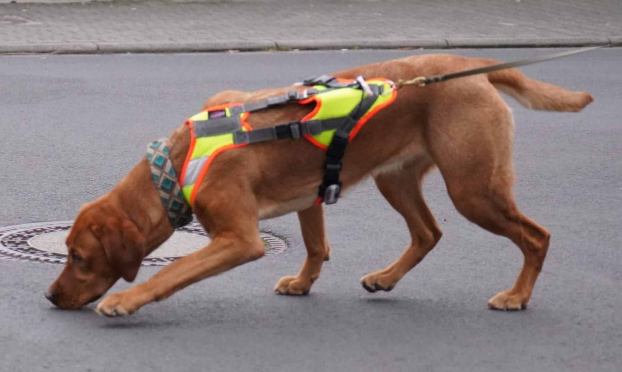 Mantrailing Hund bei der Sucharbeit im Rhein-Main-Gebiet